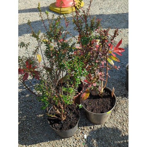 47A - A group of 3 potted shrubs inc. Photinia, Berberis and one other in nursery containers presented in ... 