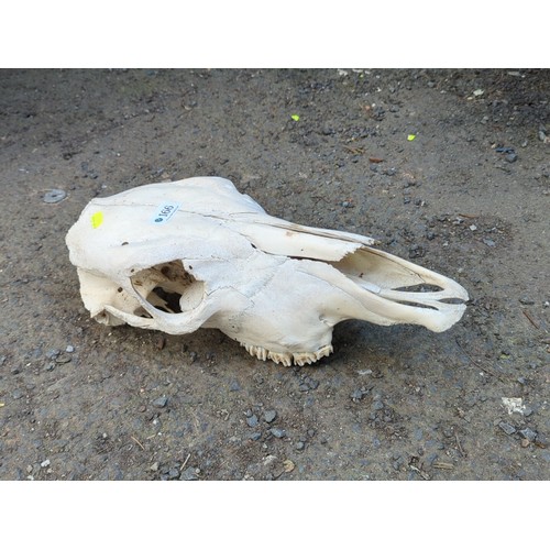 166 - Animal skull, probably equine.