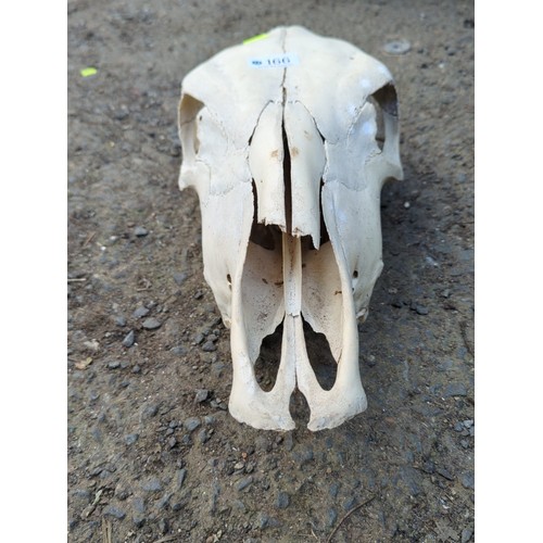 166 - Animal skull, probably equine.