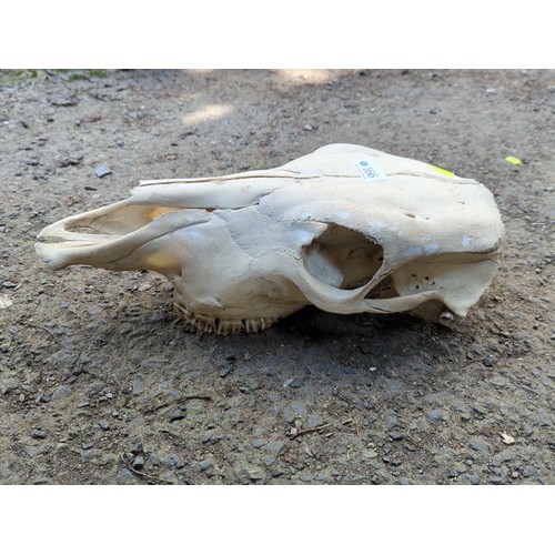 166 - Animal skull, probably equine.