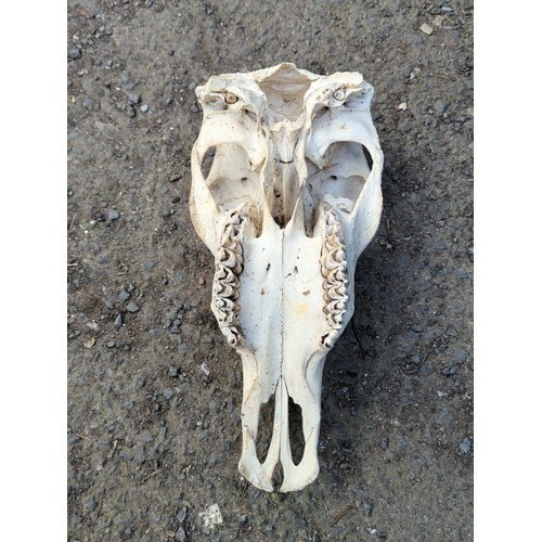 166 - Animal skull, probably equine.