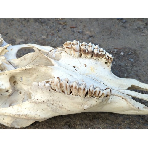 166 - Animal skull, probably equine.