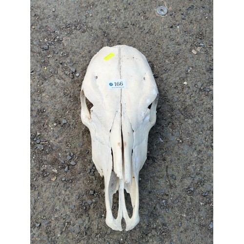 166 - Animal skull, probably equine.