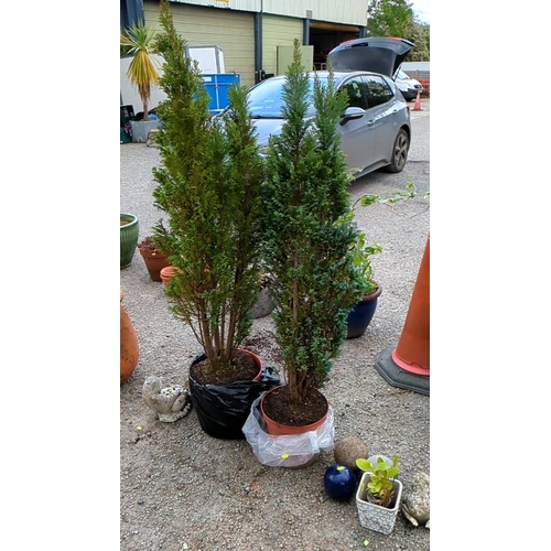70 - 2 x Thuja occidentalis.