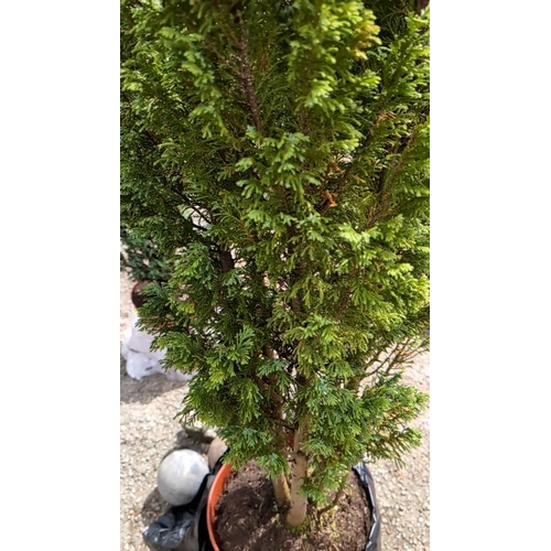 70 - 2 x Thuja occidentalis.