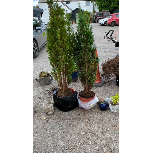 70 - 2 x Thuja occidentalis.