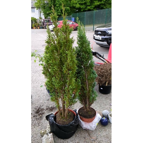 70 - 2 x Thuja occidentalis.