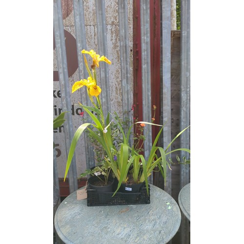 Lot 29        