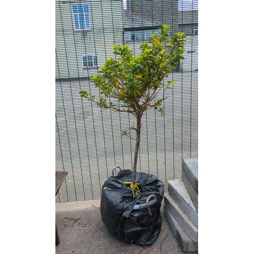 Lot 35        