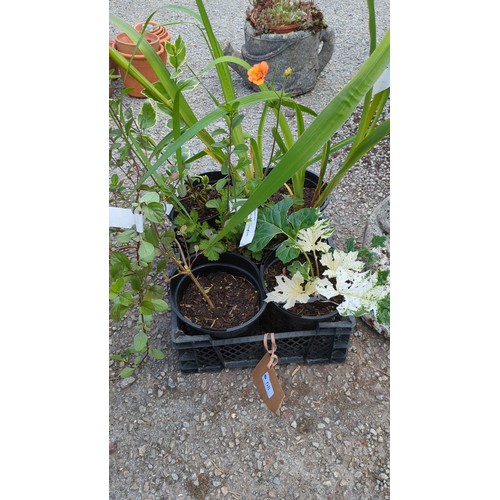 68 - 5 x potted garden plants in black plastic nursery pots, including sword-leaved irises and variegated... 