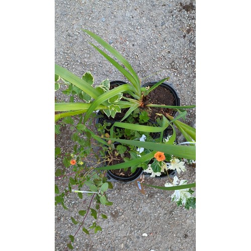 68 - 5 x potted garden plants in black plastic nursery pots, including sword-leaved irises and variegated... 