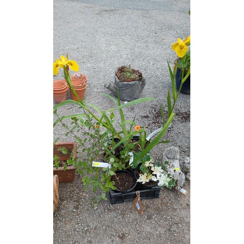 68 - 5 x potted garden plants in black plastic nursery pots, including sword-leaved irises and variegated... 