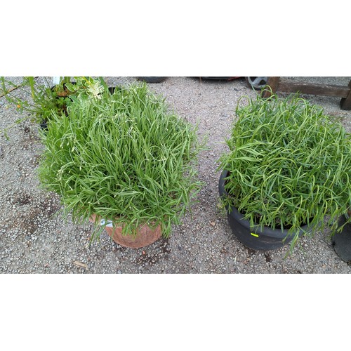 74 - A pair of potted lavender