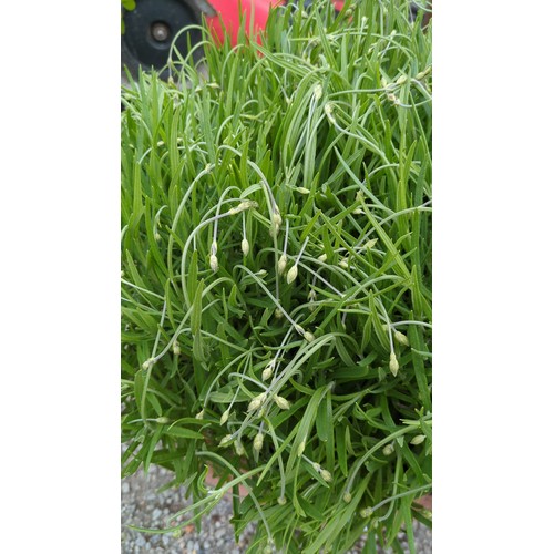 74 - A pair of potted lavender
