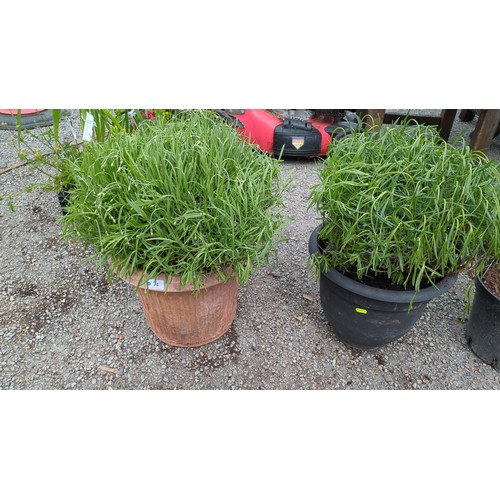 74 - A pair of potted lavender
