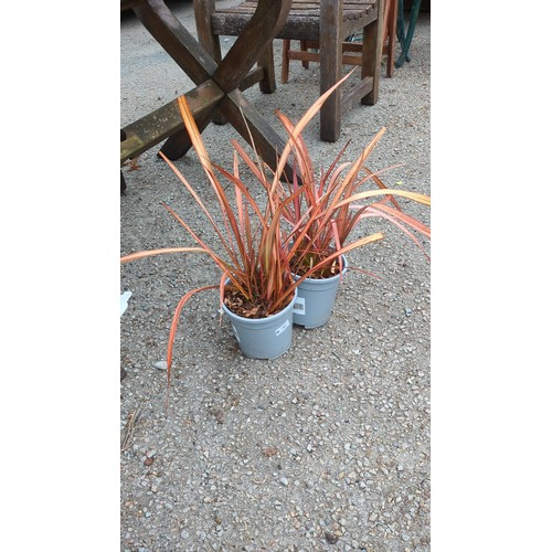 76 - A pair of potted ornamental grasses.