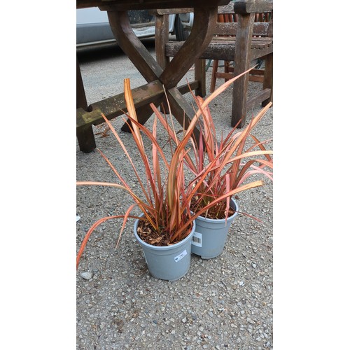 76 - A pair of potted ornamental grasses.