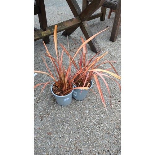 76 - A pair of potted ornamental grasses.