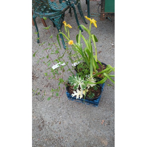 81 - 5 x potted garden plants, including yellow flag iris and variegated foliage specimens.