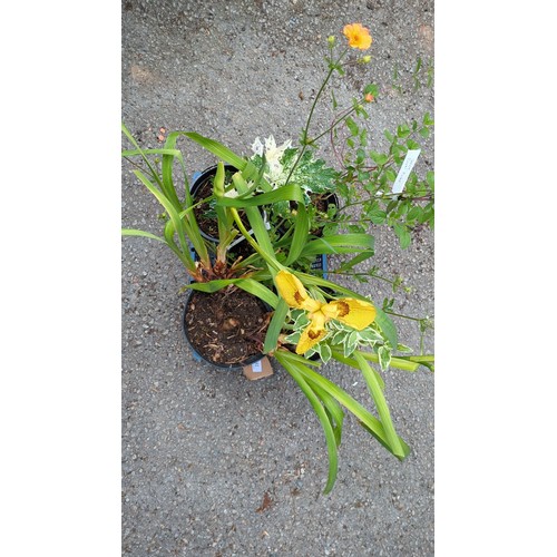 81 - 5 x potted garden plants, including yellow flag iris and variegated foliage specimens.