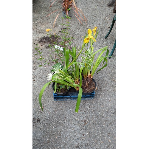 81 - 5 x potted garden plants, including yellow flag iris and variegated foliage specimens.