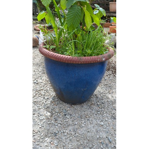 84 - Glazed earthenware jardinière, planted with a bonsai-style deciduous sapling.