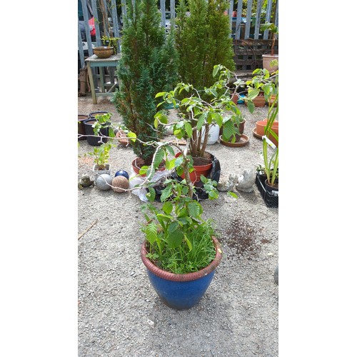 84 - Glazed earthenware jardinière, planted with a bonsai-style deciduous sapling.