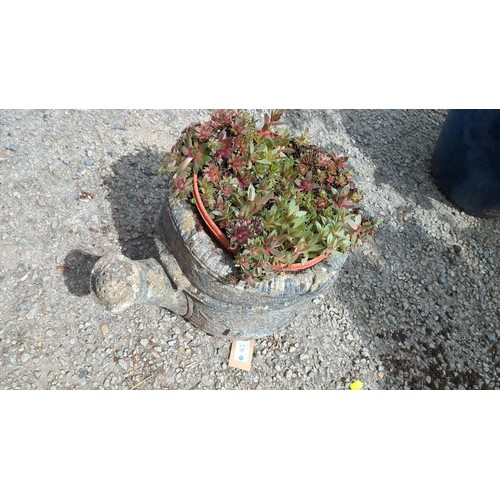 85 - Concrete garden planter modelled as a watering can, with succulent contents.