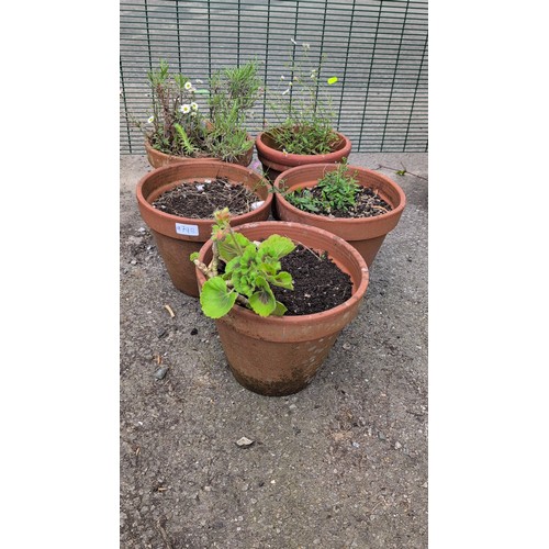 79b - 5 x terracotta plant pots, variously planted with flowering and leafy garden specimens.