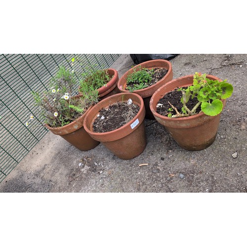 79b - 5 x terracotta plant pots, variously planted with flowering and leafy garden specimens.