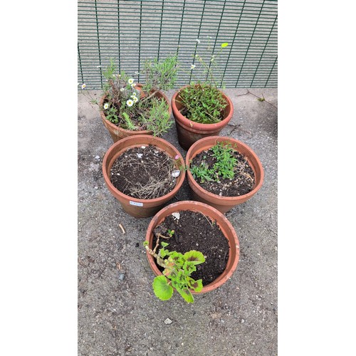 79b - 5 x terracotta plant pots, variously planted with flowering and leafy garden specimens.