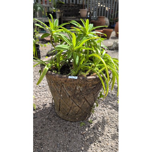 84a - Large cast-stone garden urn planter of flared cylindrical form with rolled rim, the body modelled in... 