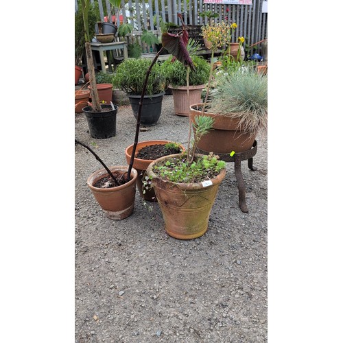 84c - A group of terracotta garden planters of tapering cylindrical form, including a slip-decorated examp... 