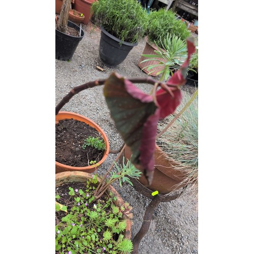 84c - A group of terracotta garden planters of tapering cylindrical form, including a slip-decorated examp... 
