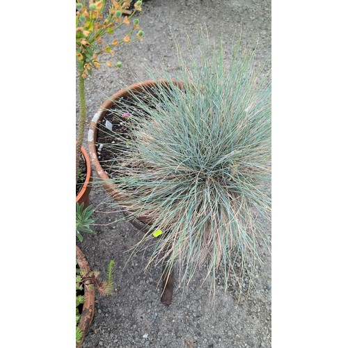 84c - A group of terracotta garden planters of tapering cylindrical form, including a slip-decorated examp... 