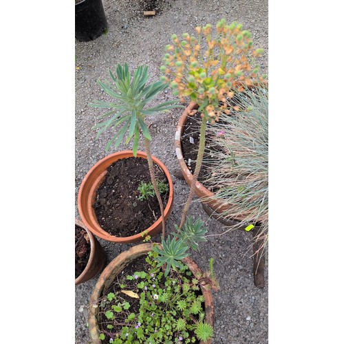 84c - A group of terracotta garden planters of tapering cylindrical form, including a slip-decorated examp... 