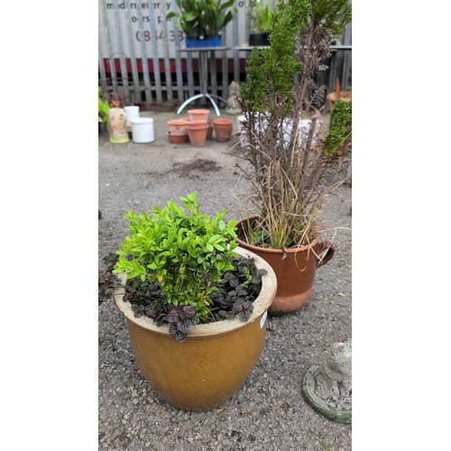 84f - Two planted garden pots comprising a buff composite planter with clipped evergreen shrub and trailin... 