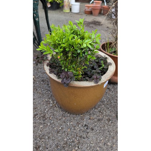 84f - Two planted garden pots comprising a buff composite planter with clipped evergreen shrub and trailin... 