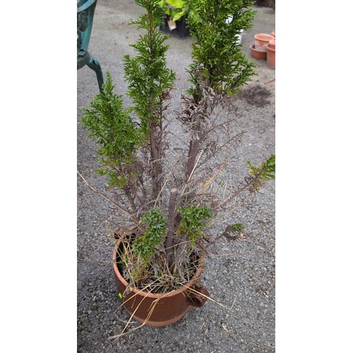 84f - Two planted garden pots comprising a buff composite planter with clipped evergreen shrub and trailin... 
