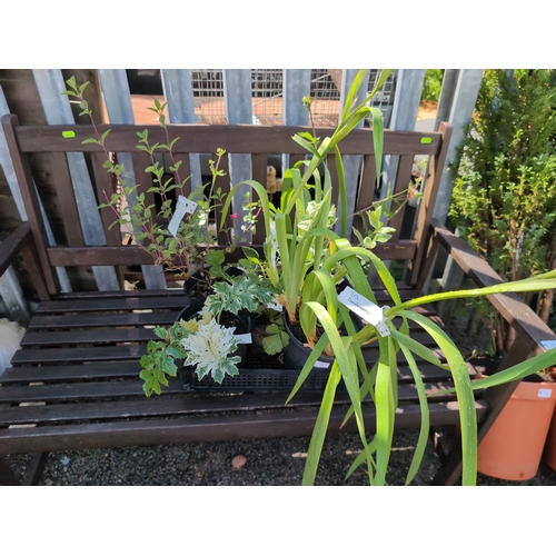 Lot 23        