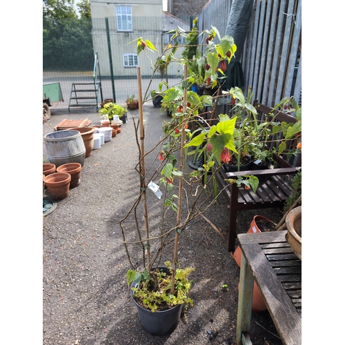 71 - Potted Abutilon - Indian Mallow. H132cm