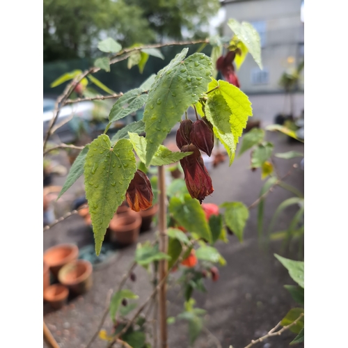 71 - Potted Abutilon - Indian Mallow. H132cm