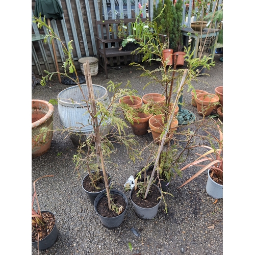 77 - 4x potted Thujas.