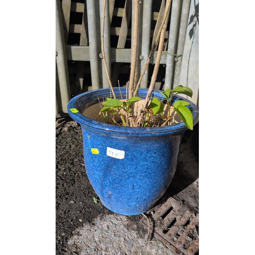 59f - Glazed ceramic planter in mottled cobalt blue, planted with a multi-stemmed shrub.