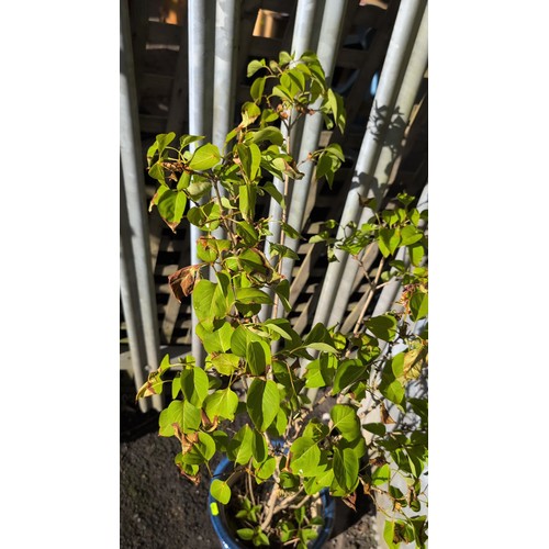 59f - Glazed ceramic planter in mottled cobalt blue, planted with a multi-stemmed shrub.