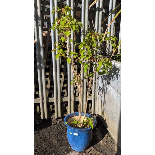 59f - Glazed ceramic planter in mottled cobalt blue, planted with a multi-stemmed shrub.