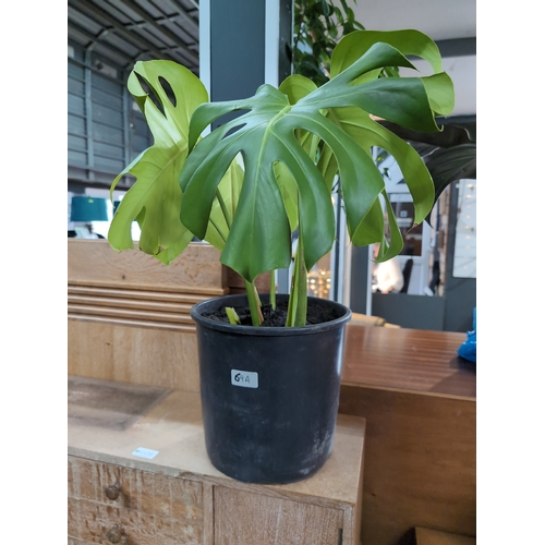 69A - Potted monstera