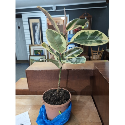 69B - Ficus elastica potted plant