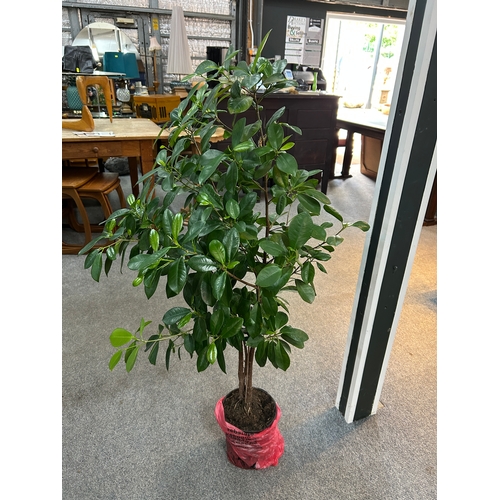 69D - Ficus microcarpa, commonly known as a Chinese Banyan or Ginseng.