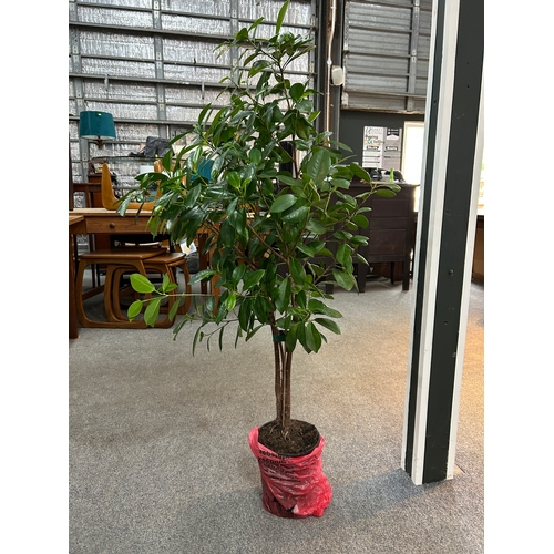 69D - Ficus microcarpa, commonly known as a Chinese Banyan or Ginseng.